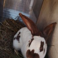 Lapin en lot #3