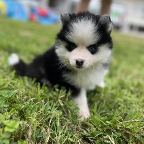 Pomsky f4 #1