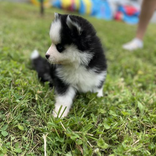 Pomsky f4 #2