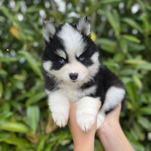 Pomsky f4 #5