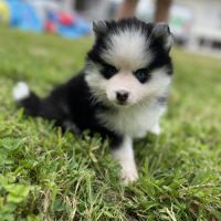 Pomsky f4 #1