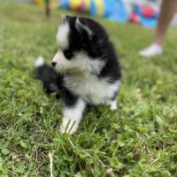 Pomsky f4 #2