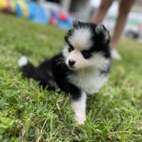 Pomsky f4