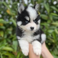 Pomsky f4 #4