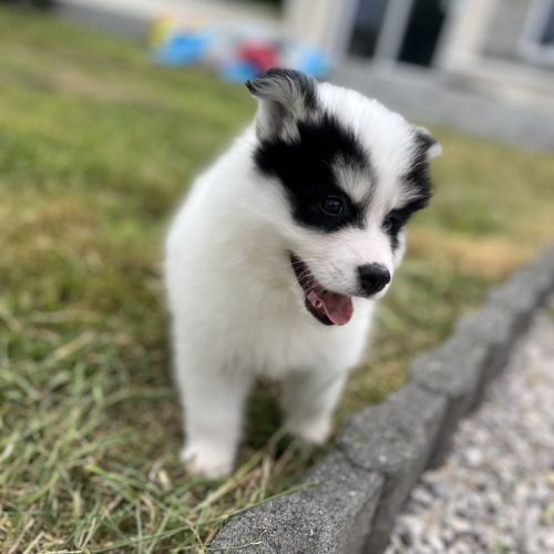 Pomsky f4 #0