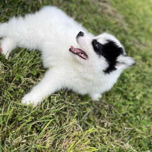 Pomsky f4 #3
