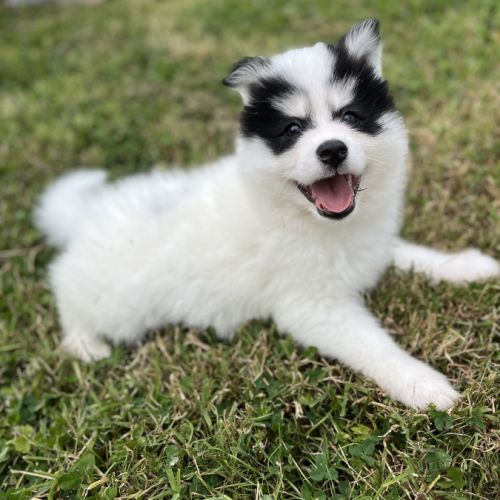 Pomsky f4 #4