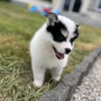 Pomsky f4
