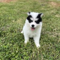 Pomsky f4 #2