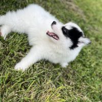 Pomsky f4 #3