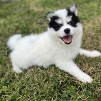 Pomsky f4 #4