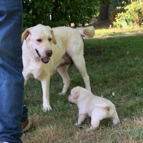 Chiots labrador sable lof #1