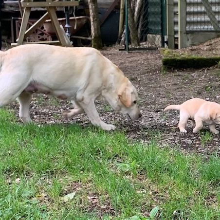 Chiots labrador sable lof #2