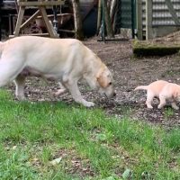 Chiots labrador sable lof #2