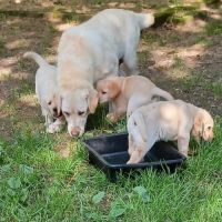 Chiots labrador sable lof #3