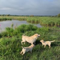 Chiots labrador sable lof
