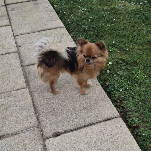 A réserver 4 chiots chihuahua