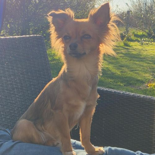 A réserver 4 chiots chihuahua #6