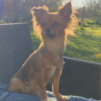 A réserver 4 chiots chihuahua #6