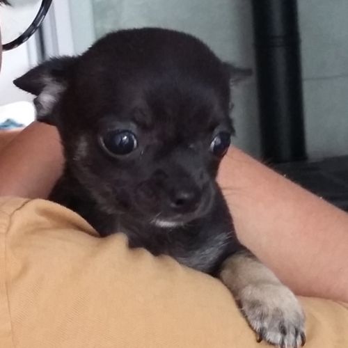 Petite femelle de type chihuahua #0