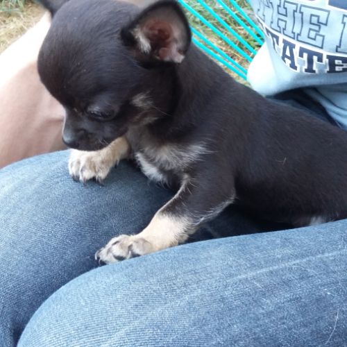 Petite femelle de type chihuahua