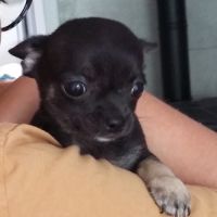 Petite femelle de type chihuahua