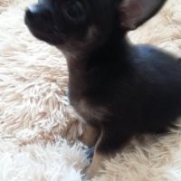 Petite femelle de type chihuahua