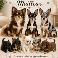 Petite femelle de type chihuahua #2