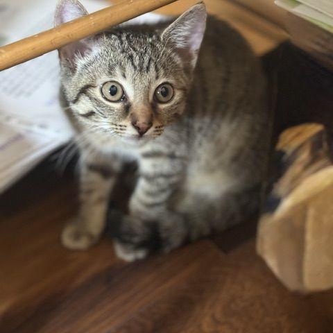 Tchoupette-adorable chatonne #2