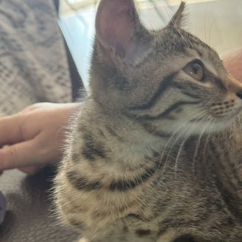 Tchoupette-adorable chatonne #3