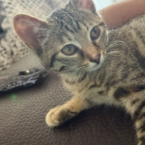 Tchoupette-adorable chatonne #4