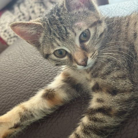 Tchoupette-adorable chatonne #0