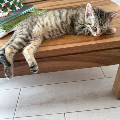 Tchoupette-adorable chatonne #6