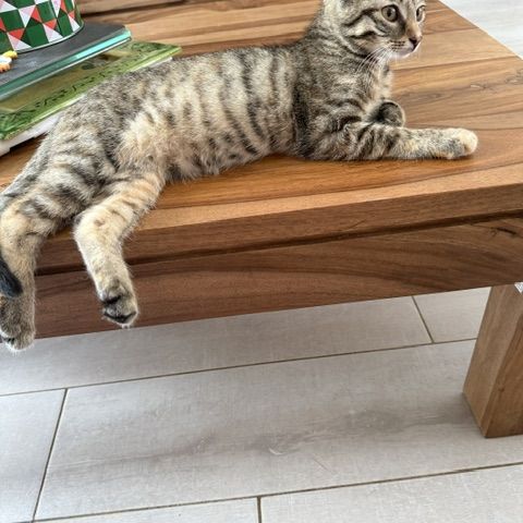 Tchoupette-adorable chatonne #7
