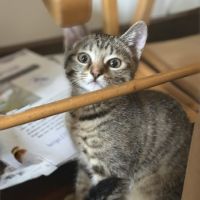 Tchoupette-adorable chatonne #1