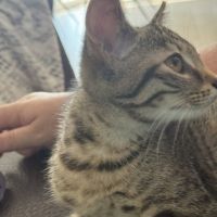 Tchoupette-adorable chatonne #3