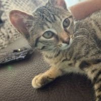 Tchoupette-adorable chatonne #4