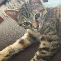 Tchoupette-adorable chatonne