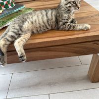Tchoupette-adorable chatonne #7