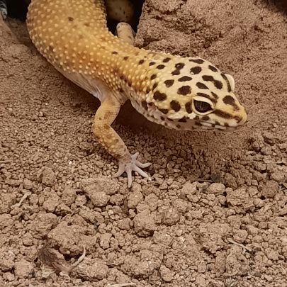 Gecko leopard #1