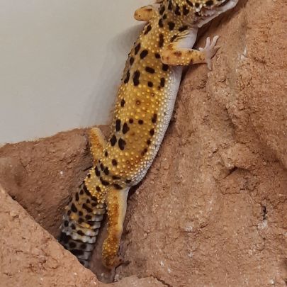 Gecko leopard