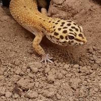 Gecko leopard #1