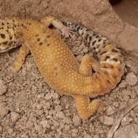 Gecko leopard #2