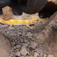 Gecko leopard #4