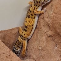 Gecko leopard
