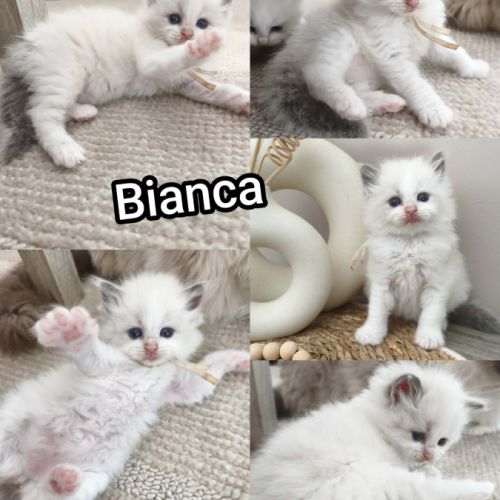 Chaton ragdoll lof #2