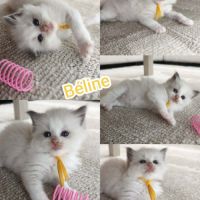 Chaton ragdoll lof #1