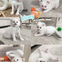 Chaton ragdoll lof