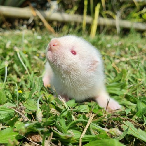 Furet/furetons #1
