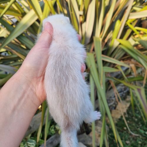 Furet/furetons #3